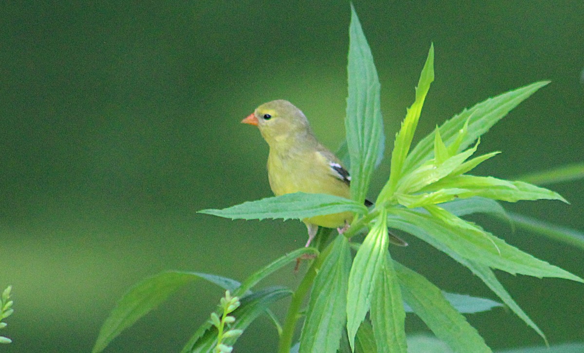 American Goldfinch - ML637893474