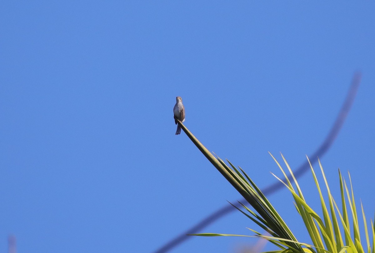 Solitaire de Cuba - ML637893475