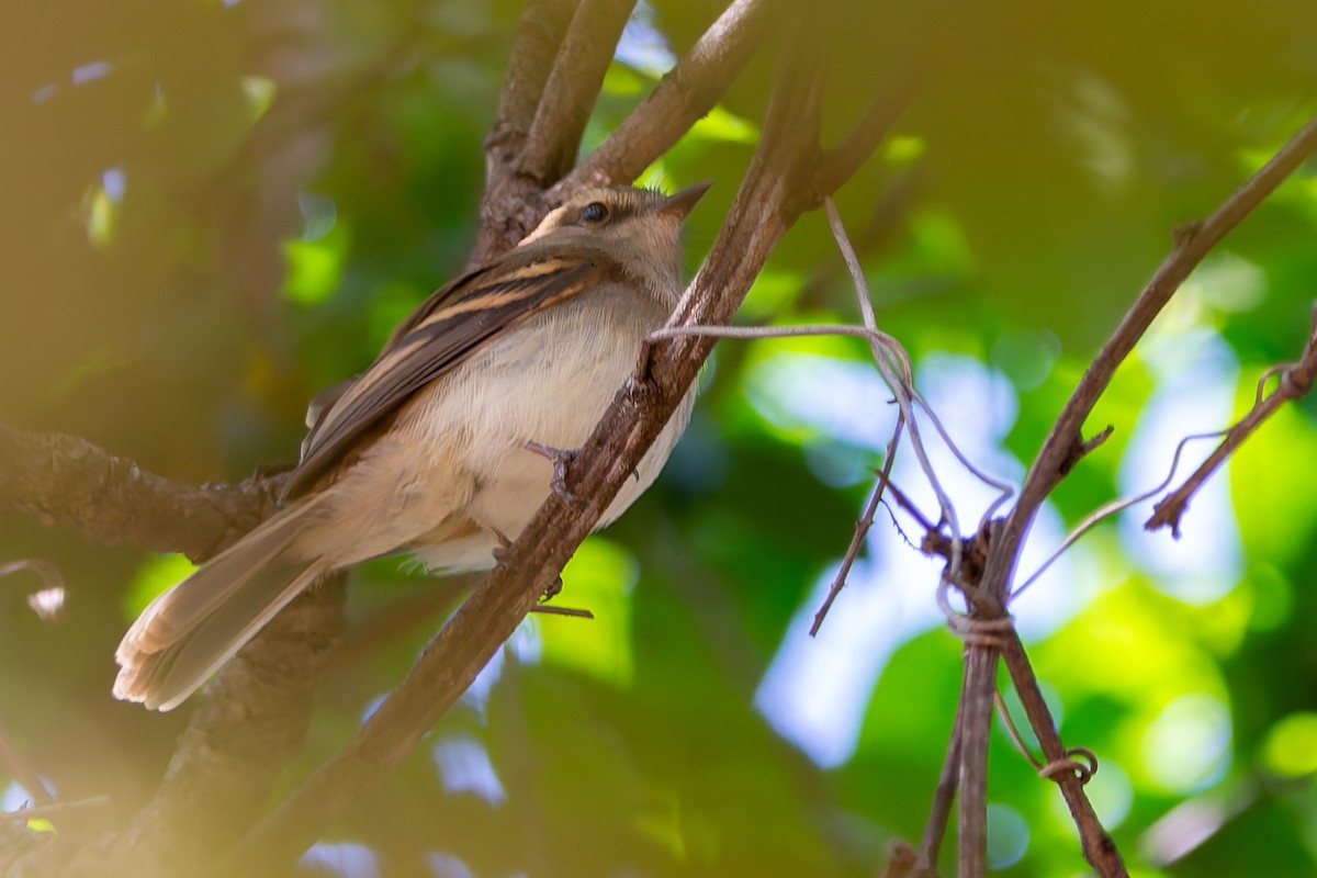 Fuscous Flycatcher - ML637893485