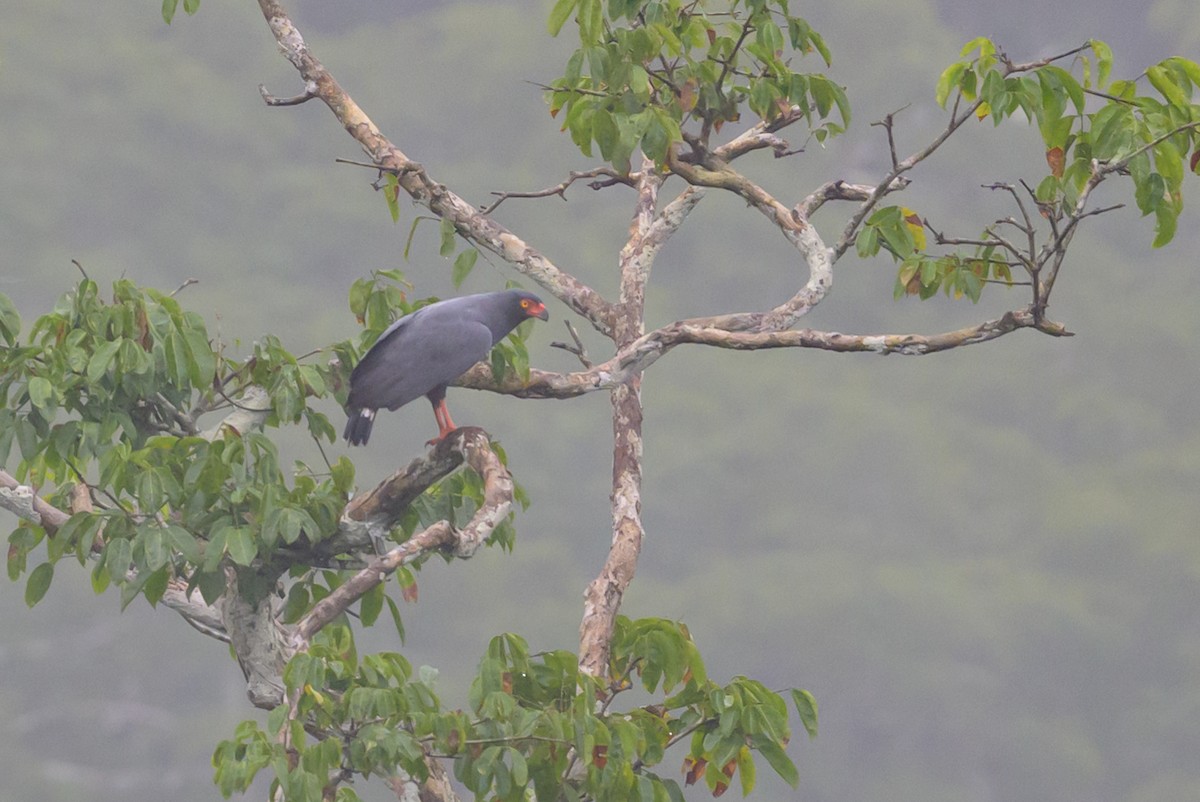 Slate-colored Hawk - ML637893486