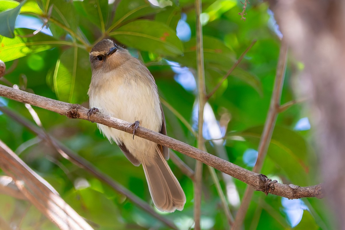 Fuscous Flycatcher - ML637893504