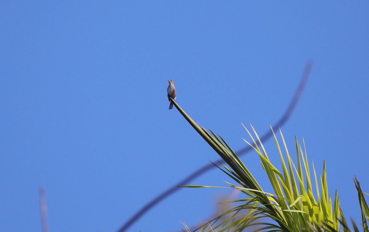 Solitaire de Cuba - ML637893509