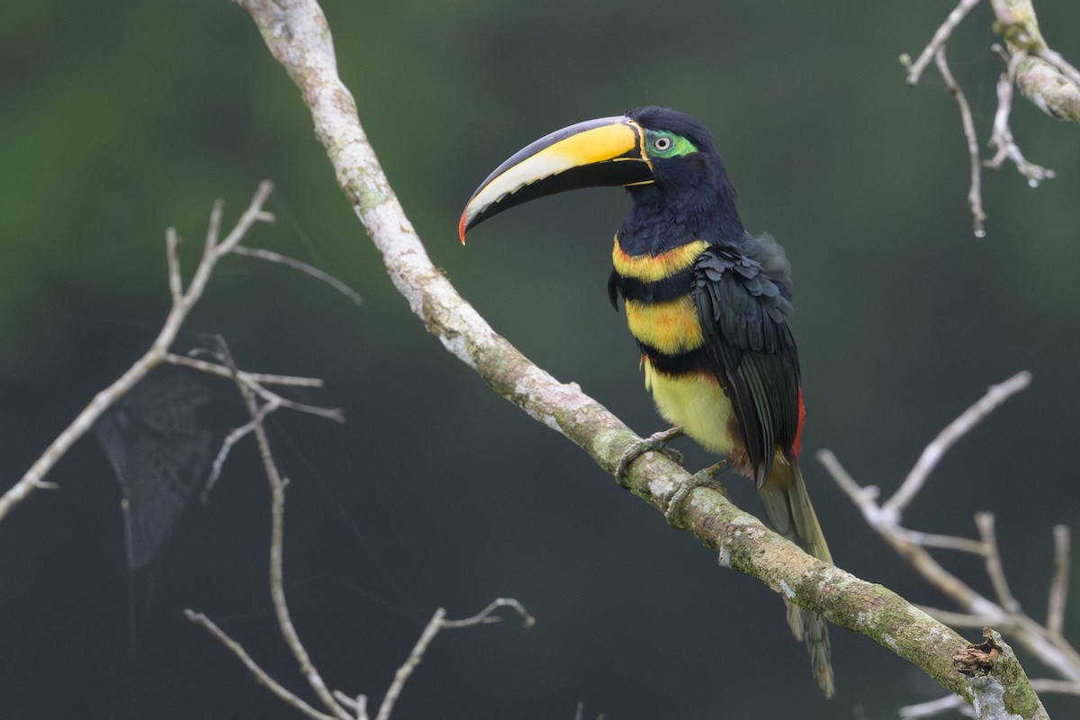 Many-banded Aracari - ML637893517
