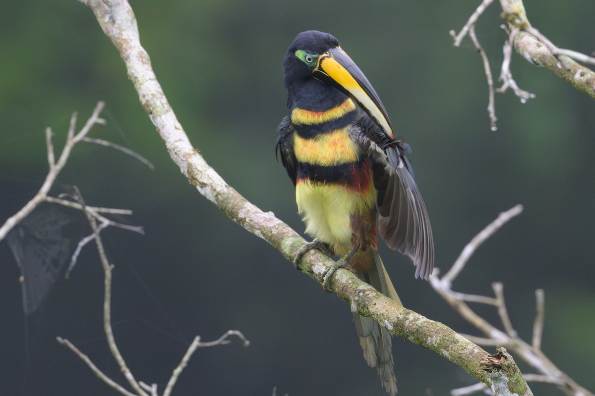 Many-banded Aracari - ML637893518