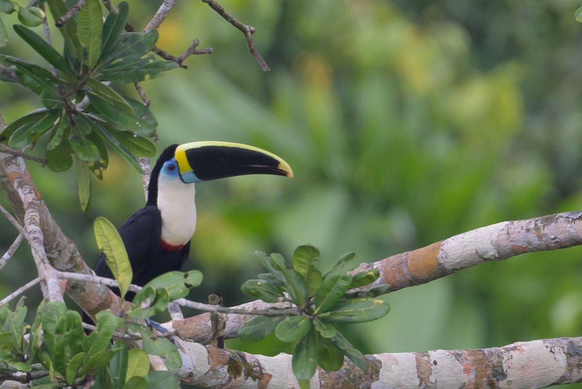 White-throated Toucan - ML637893552