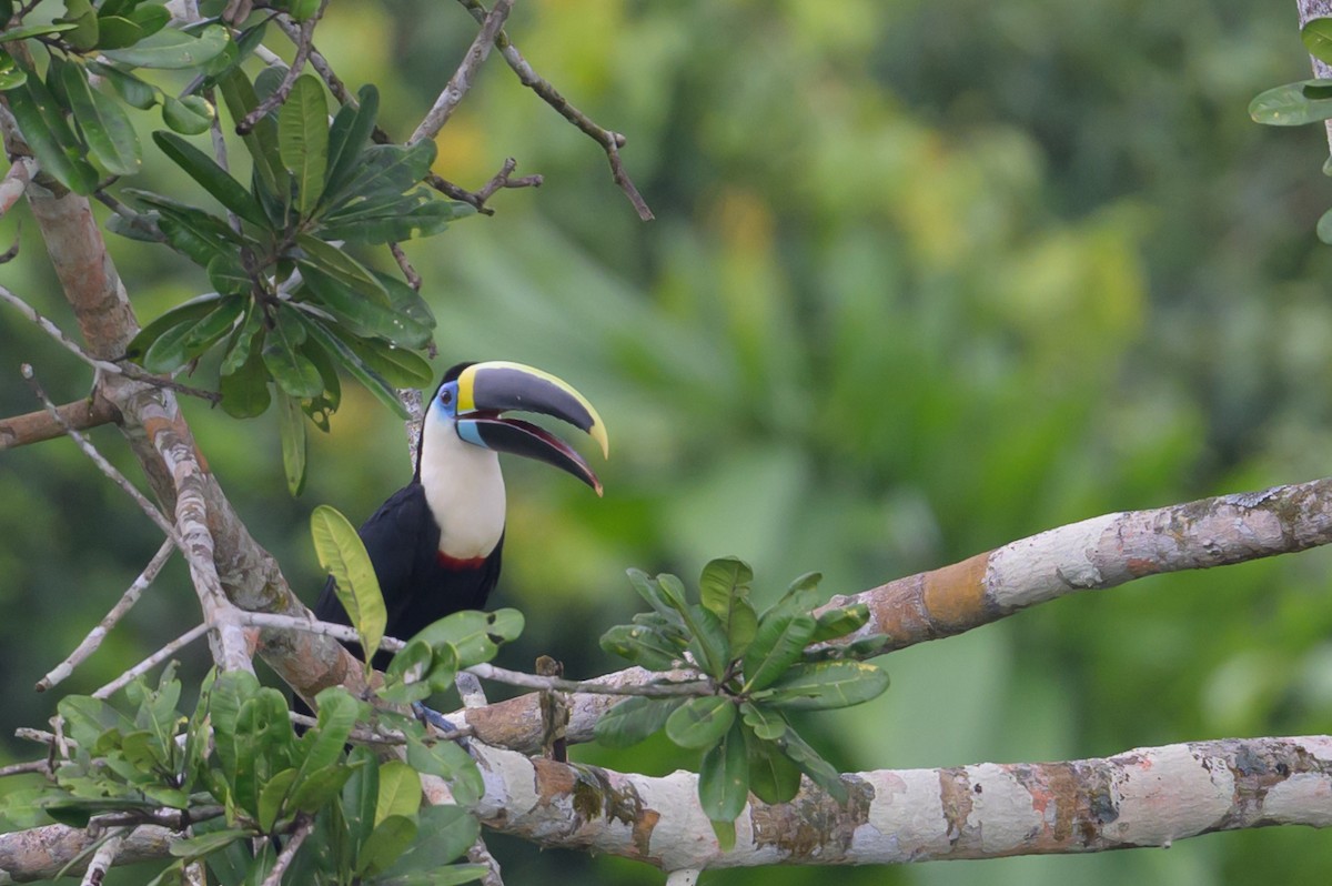 White-throated Toucan - ML637893553