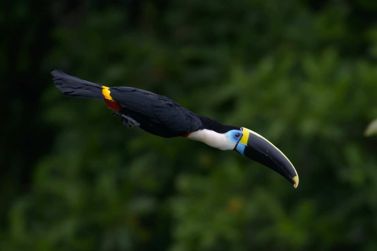 White-throated Toucan - ML637893554