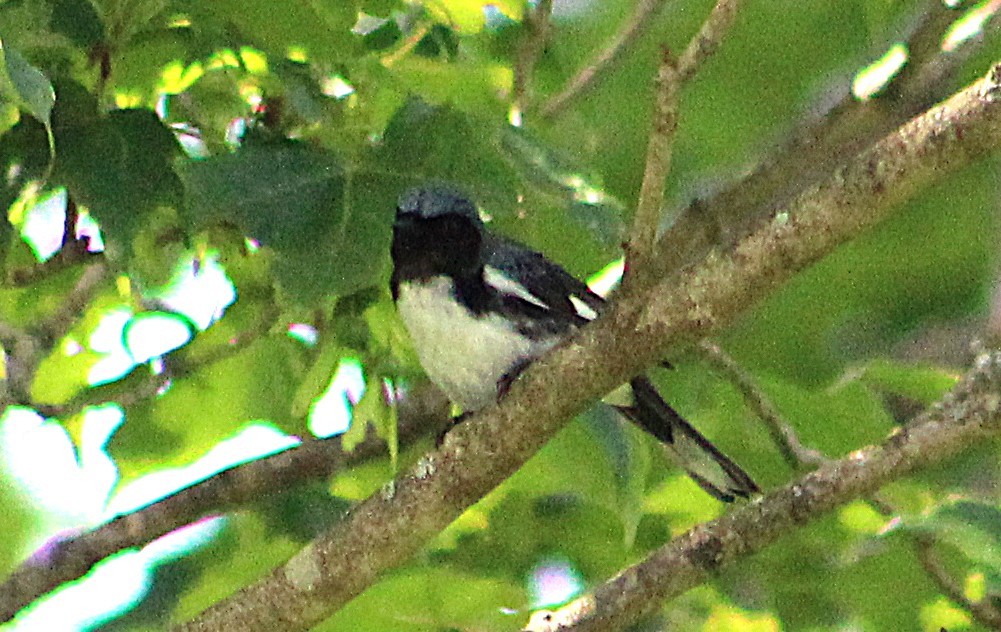 Black-throated Blue Warbler - ML637893560