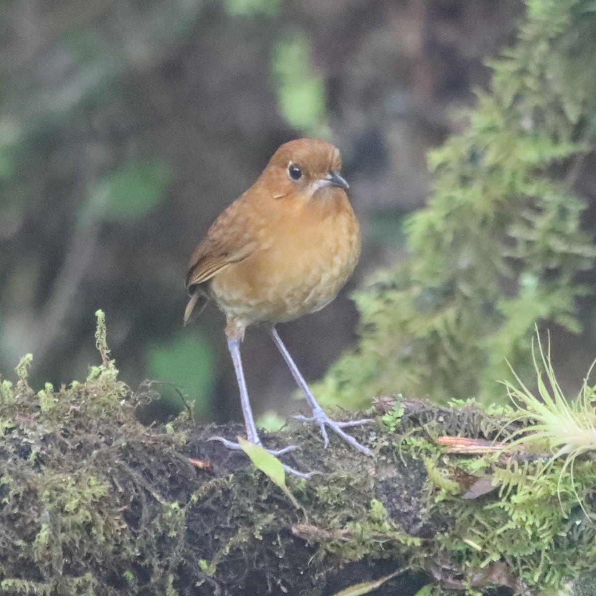 Muisca Antpitta - ML637893566