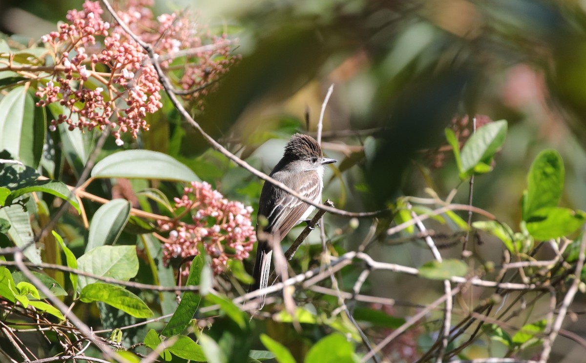 La Sagra's Flycatcher - ML637893586