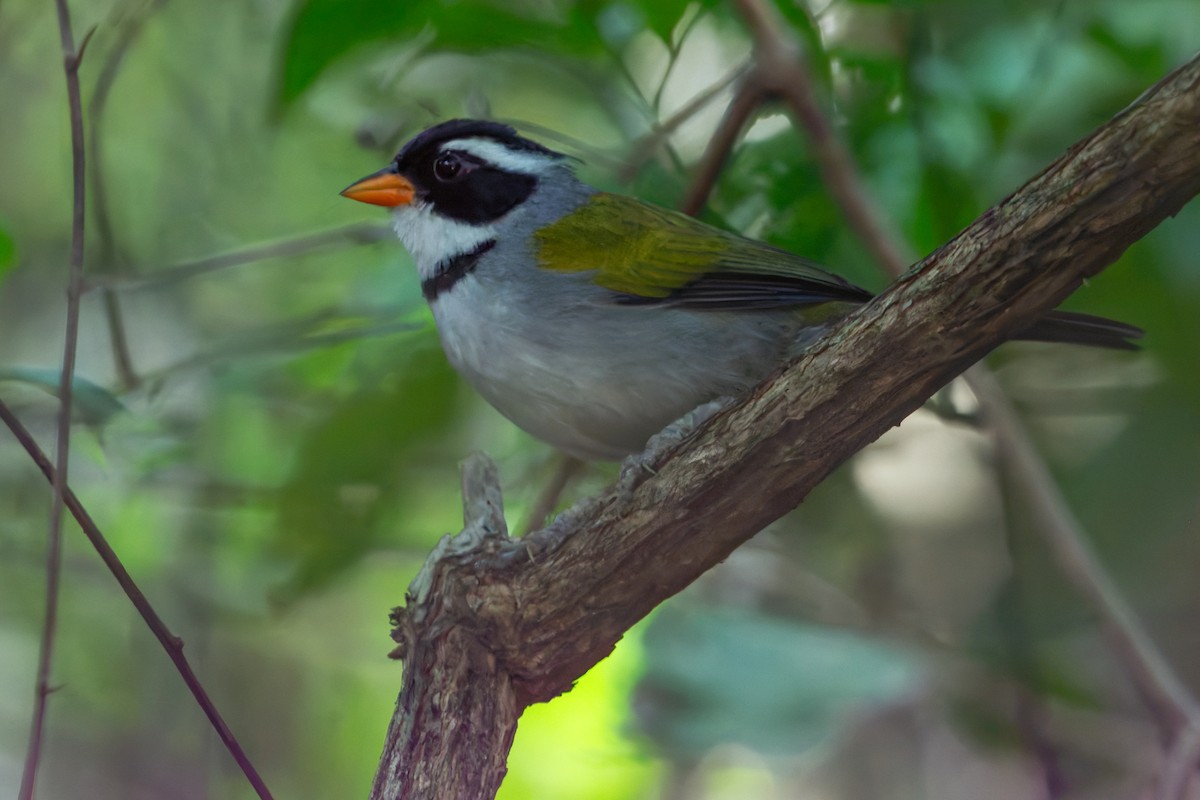 Saffron-billed Sparrow - ML637893610