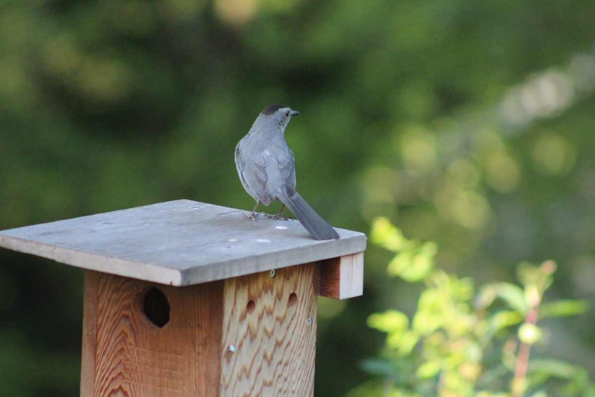 Gray Catbird - ML637893611