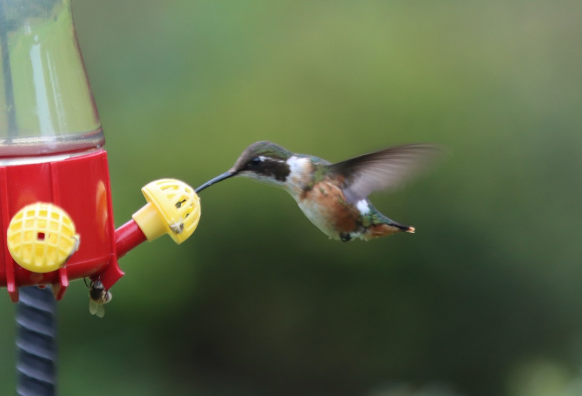 White-bellied Woodstar - ML637893640
