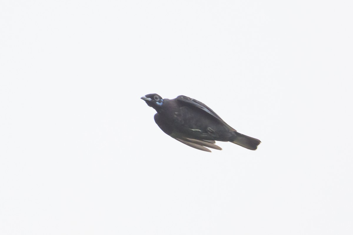 Bare-necked Fruitcrow - ML637893642