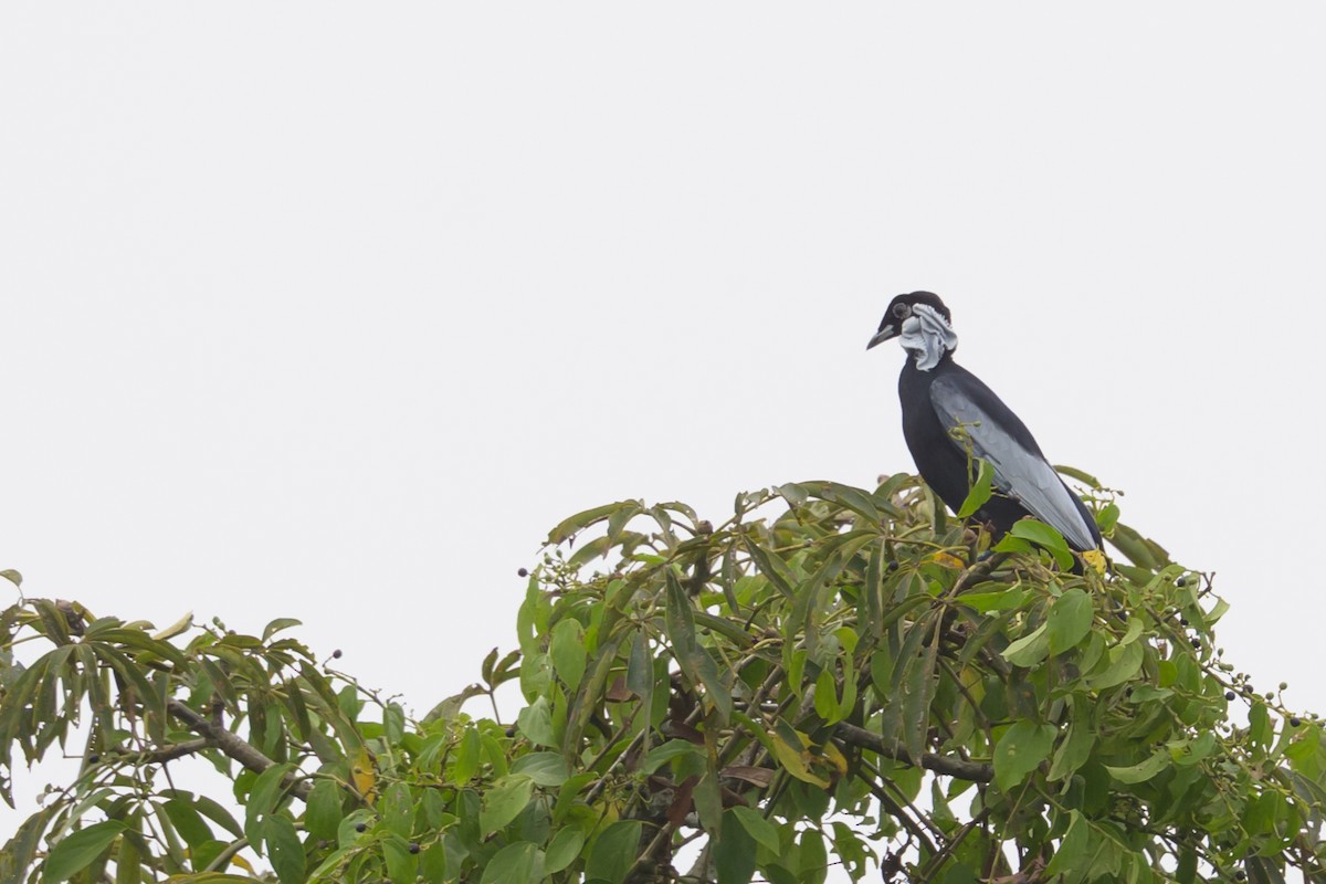 Bare-necked Fruitcrow - ML637893643