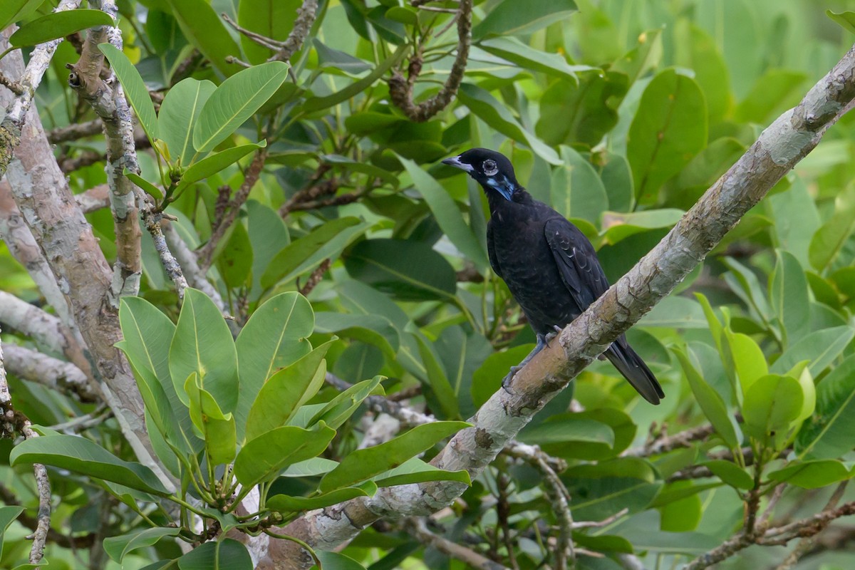 Bare-necked Fruitcrow - ML637893644