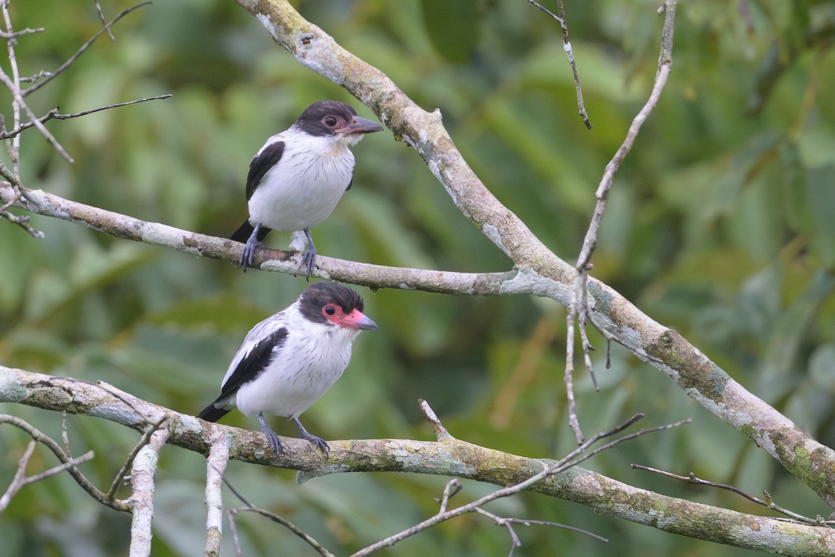 Black-tailed Tityra - ML637893645