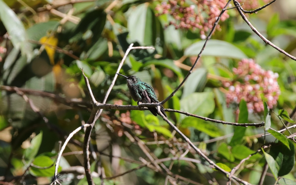 Cuban Emerald - ML637893671