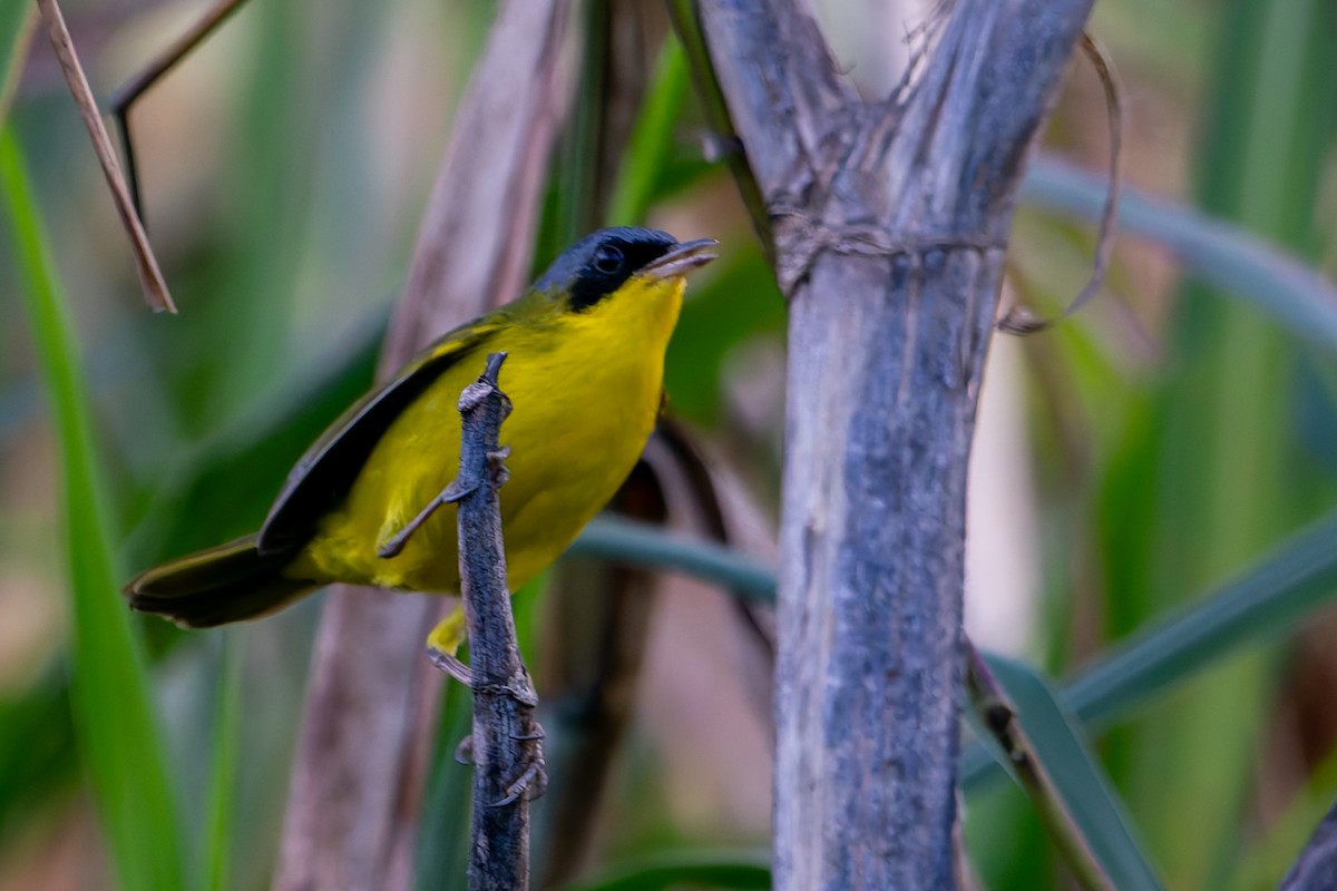 Southern Yellowthroat - ML637893713