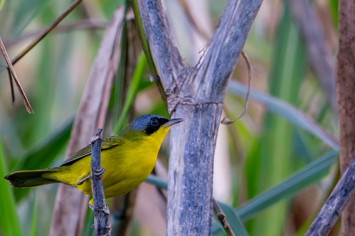 Southern Yellowthroat - ML637893727