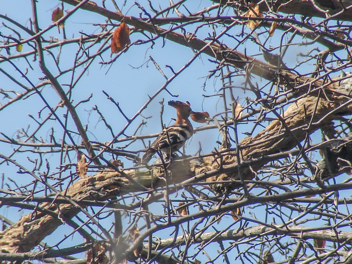 Eurasian Hoopoe (African) - ML637893774