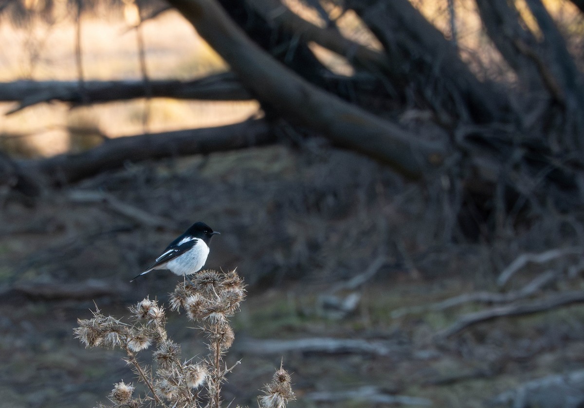 Hooded Robin - ML637893793