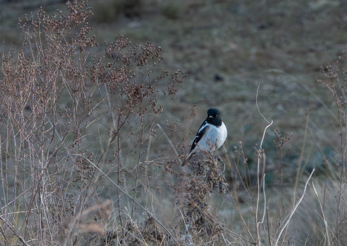 Hooded Robin - ML637893794