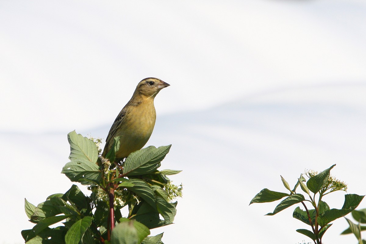 Bobolink - ML637893799