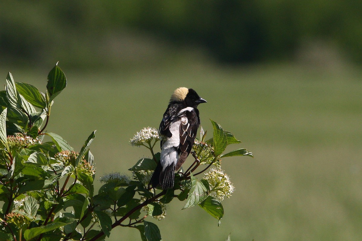 Bobolink - ML637893800
