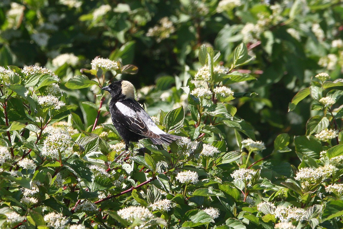 Bobolink - ML637893802