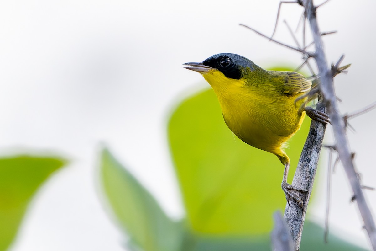 Southern Yellowthroat - ML637893806