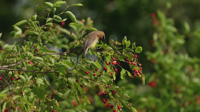 Cedar Waxwing - ML637893833