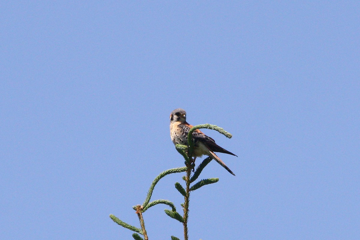 American Kestrel - ML637893877