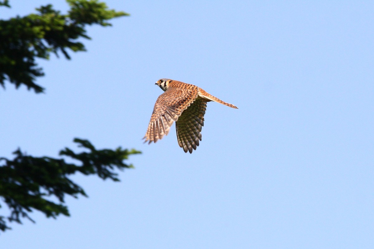 American Kestrel - ML637893878