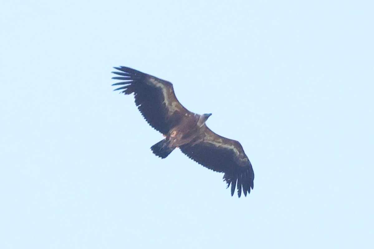 Eurasian Griffon - ML637893896