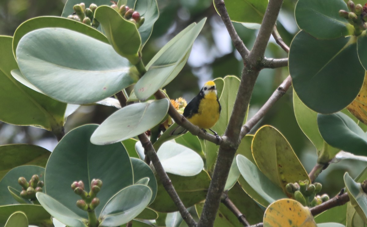 Golden-fronted Redstart - ML637893915