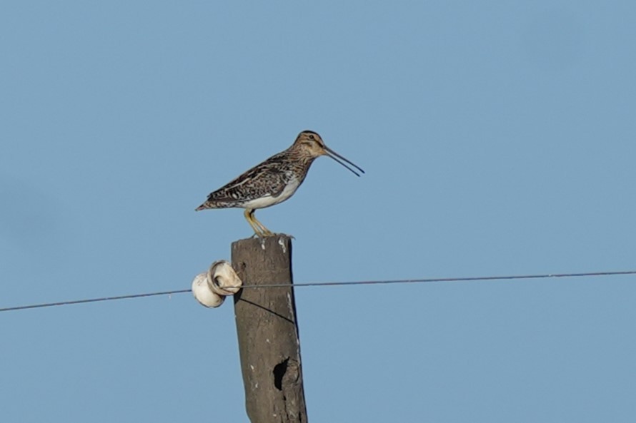 Pantanal Snipe - ML637893916
