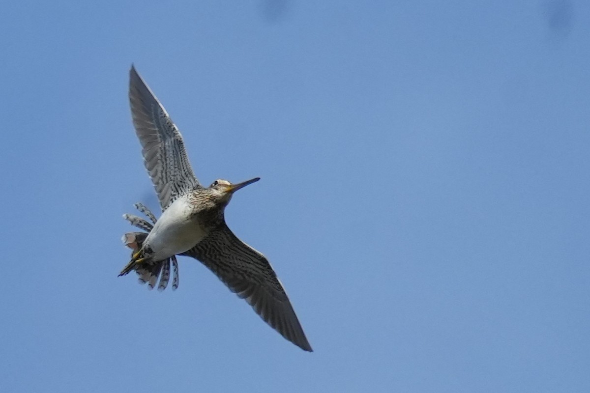 Pantanal Snipe - ML637893917
