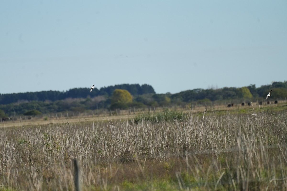Pantanal Snipe - ML637893918