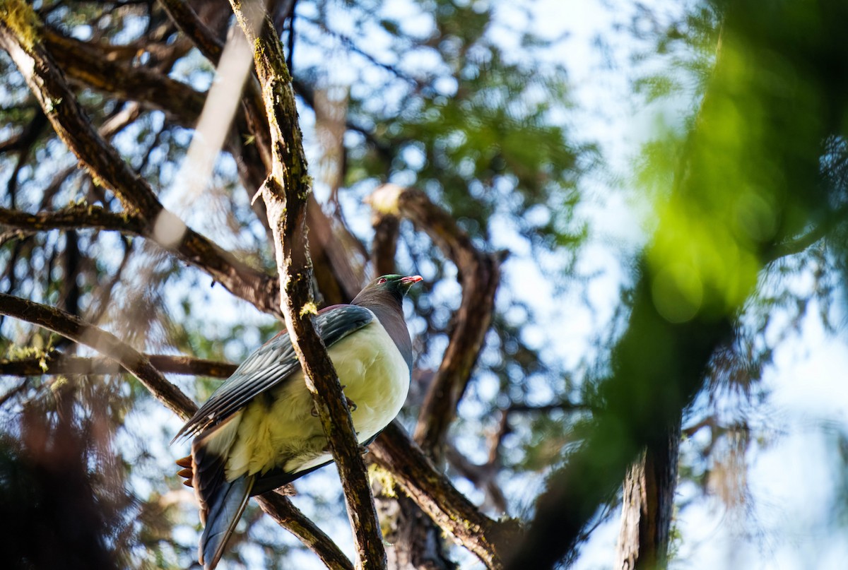 New Zealand Pigeon - ML637893957
