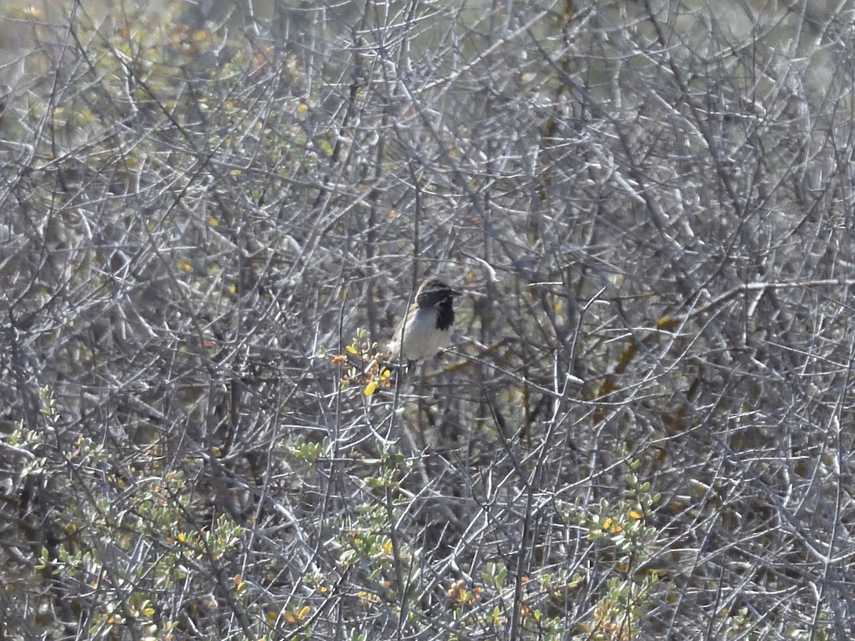 Black-throated Sparrow - ML637894020
