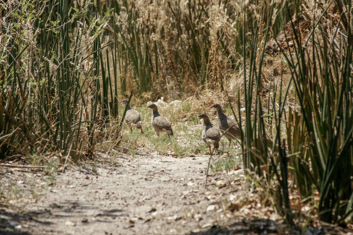 Red-billed Spurfowl - ML637894080