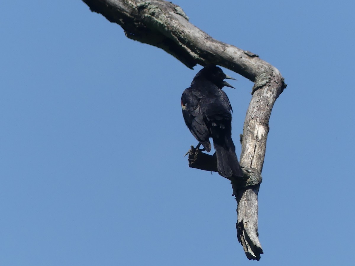 Red-winged Blackbird - ML637894120