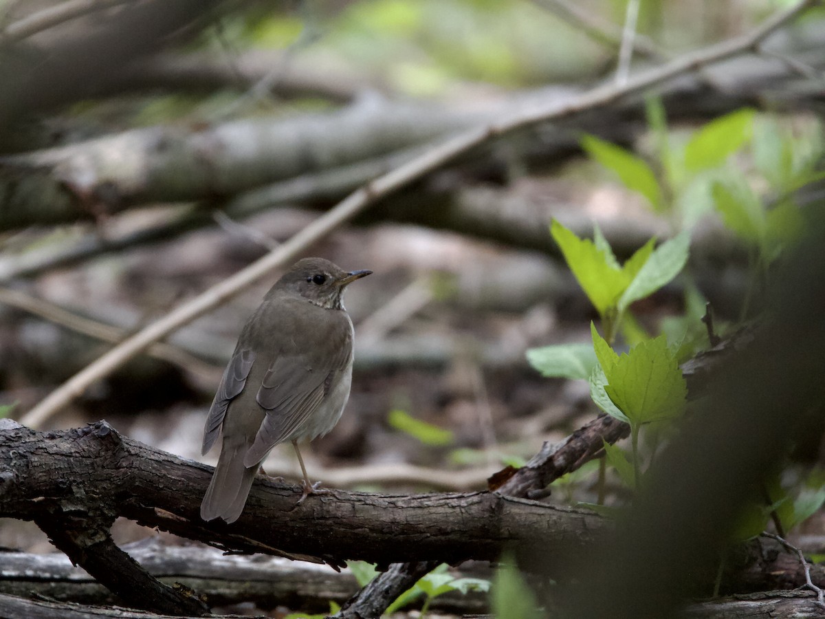 Gray-cheeked Thrush - ML637894211