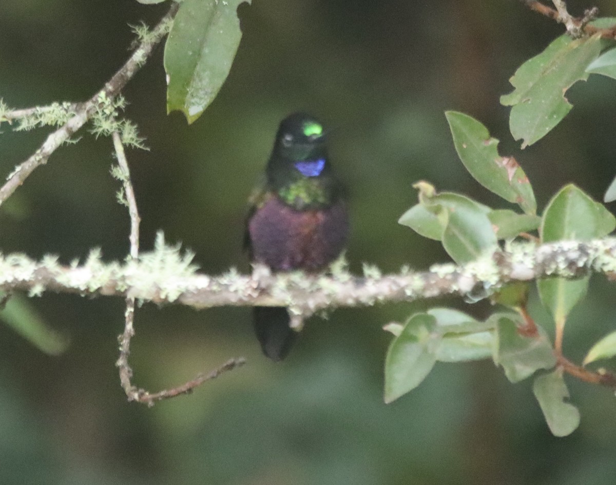 Blue-throated Starfrontlet - ML637894221