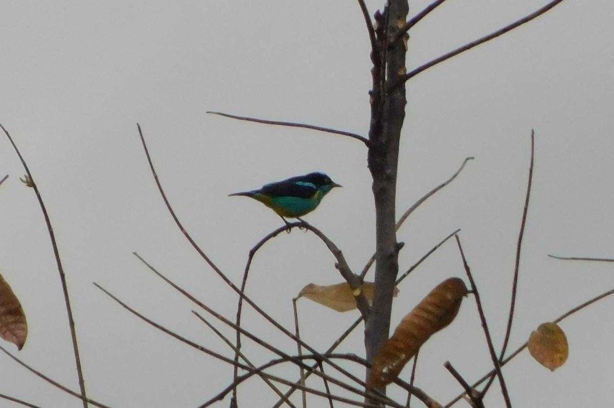 Black-faced Dacnis - ML637894255