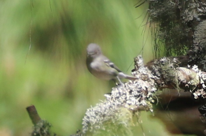 Plumbeous Vireo - ML637894370