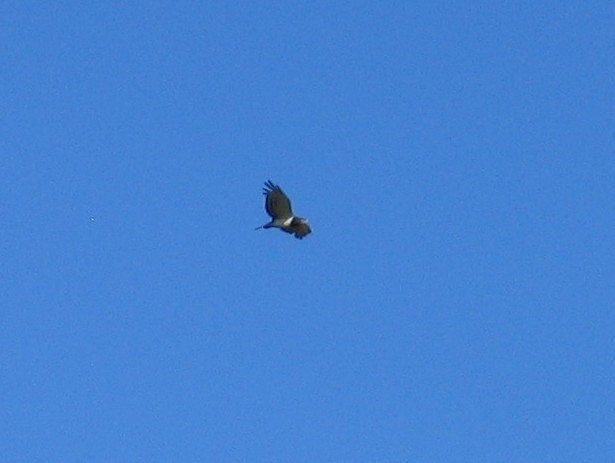 Black-chested Snake-Eagle - ML637894427
