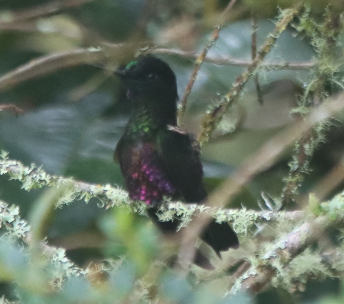 Blue-throated Starfrontlet - ML637894436