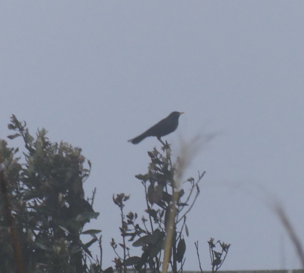 Chinese Blackbird - ML637894486
